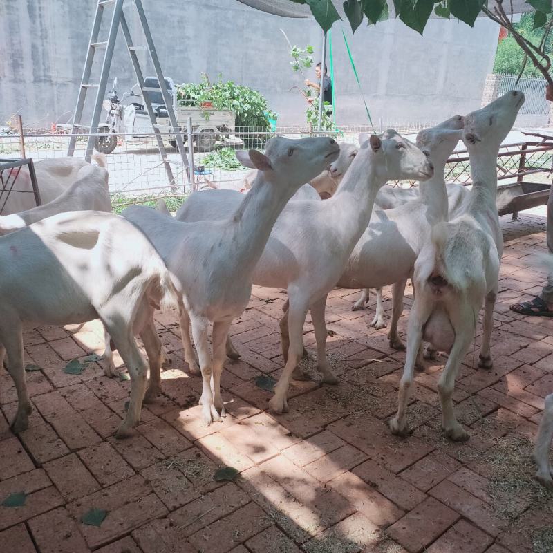 萨能奶山羊产奶母羊怀孕母羊青年母羊羊羔成年种公羊