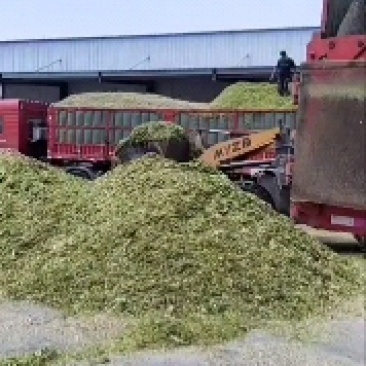 玉米黄贮黄储青储青贮玉米杆玉米棒量大