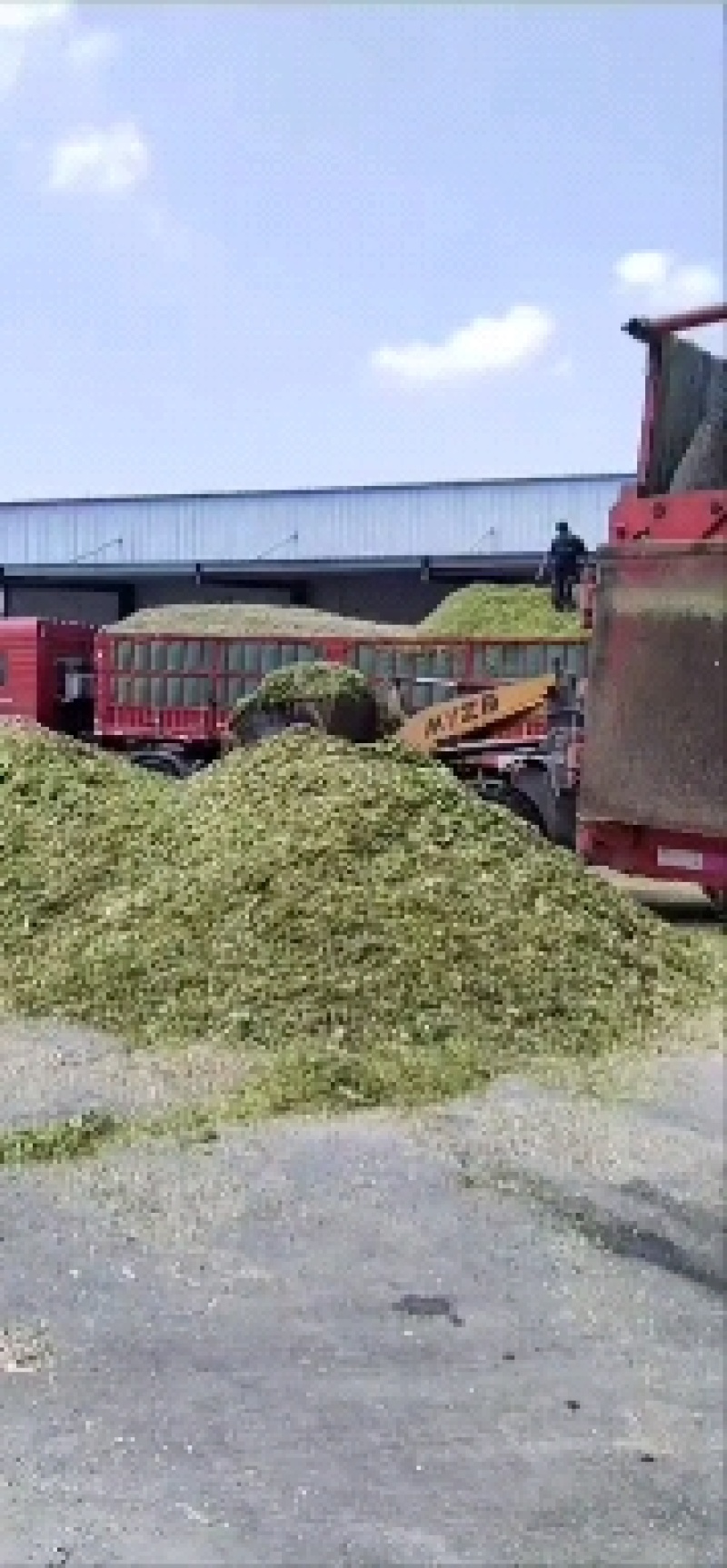 玉米黄贮黄储青储青贮玉米杆玉米棒量大