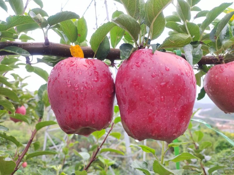 礼县高山花牛苹果，现摘现发新鲜供应，货源充足