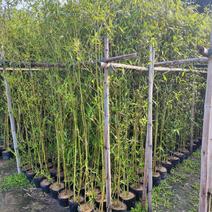 竹子高度2米到3米刚竹金镶玉琴丝竹福建苗圃