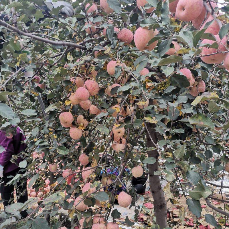苹果