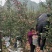 苹果