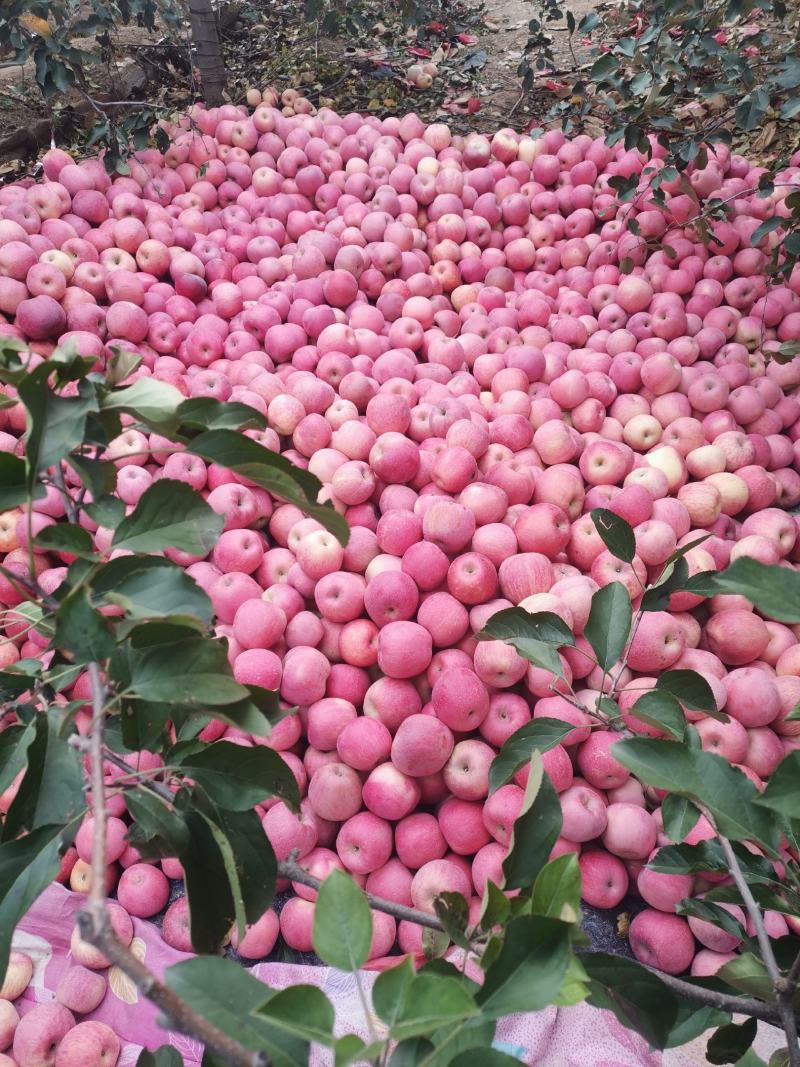 苹果