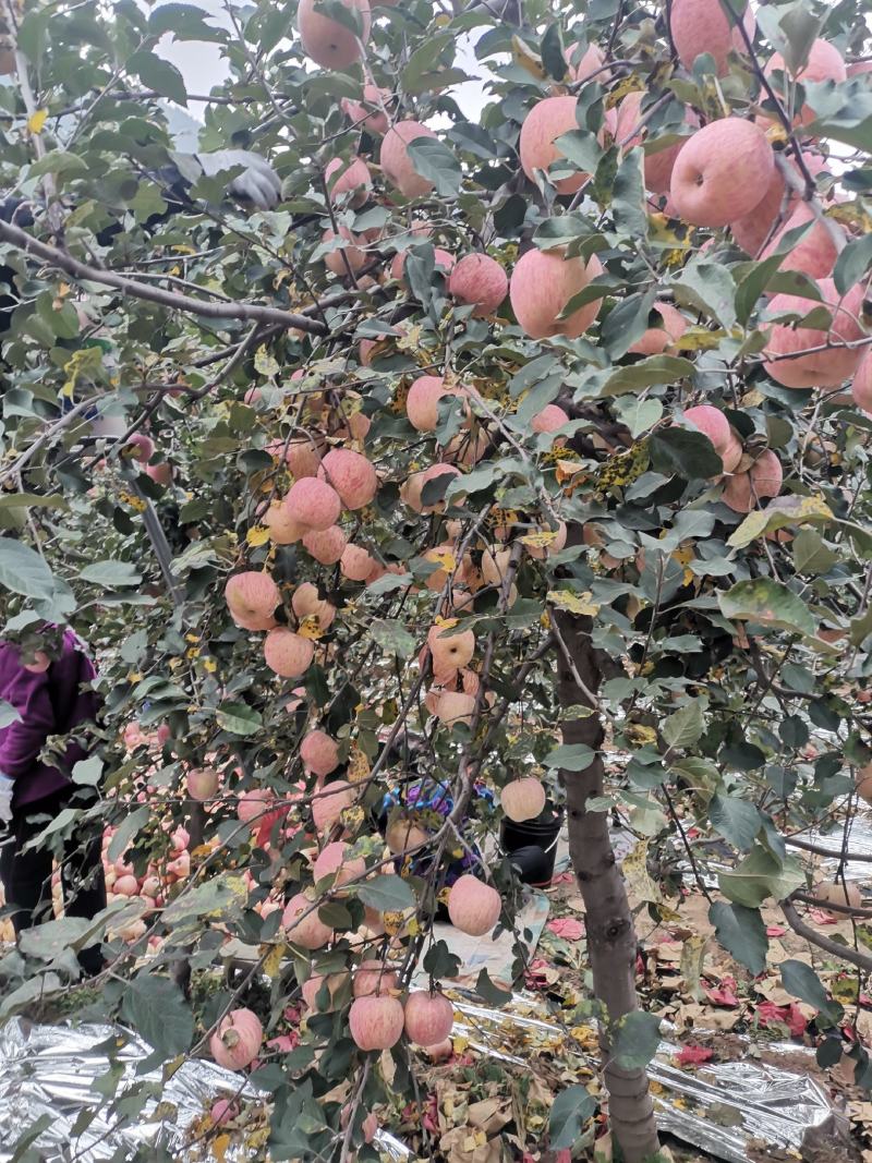 苹果