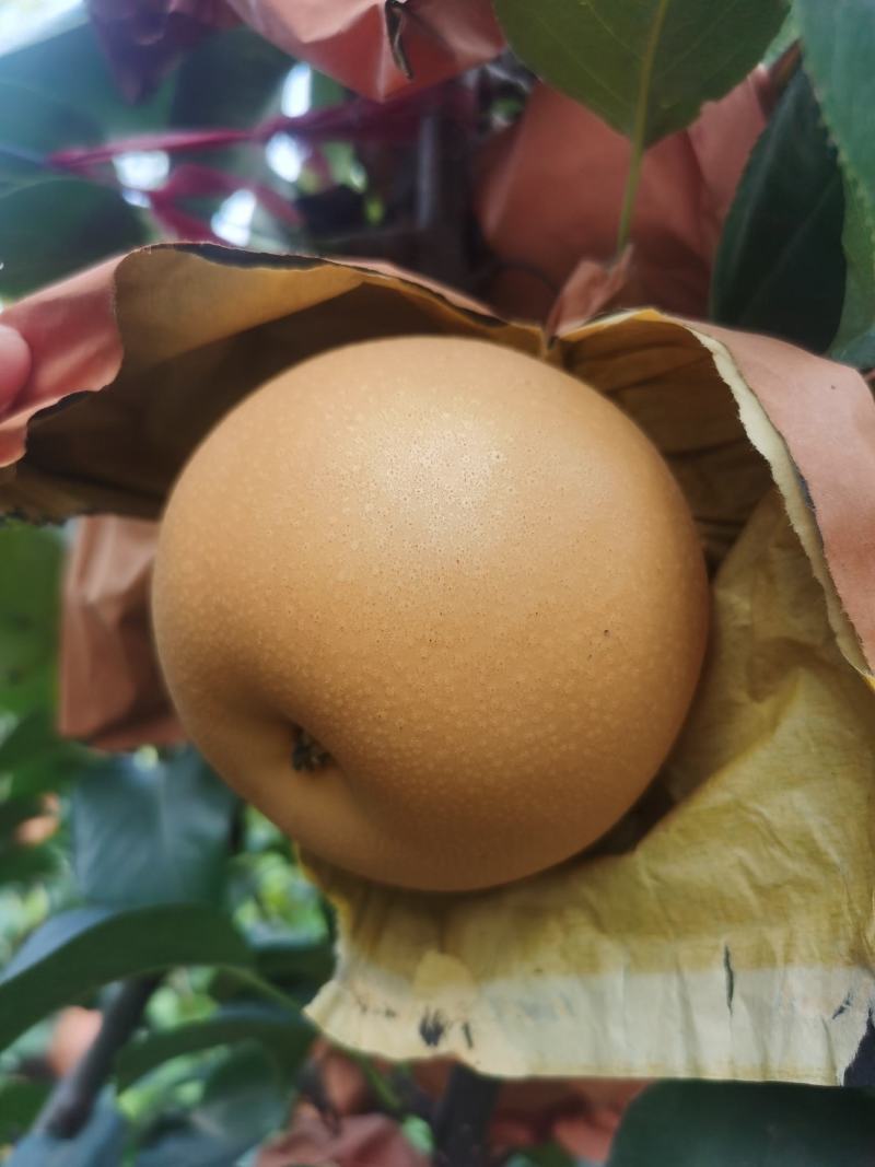 秋月梨大量上市