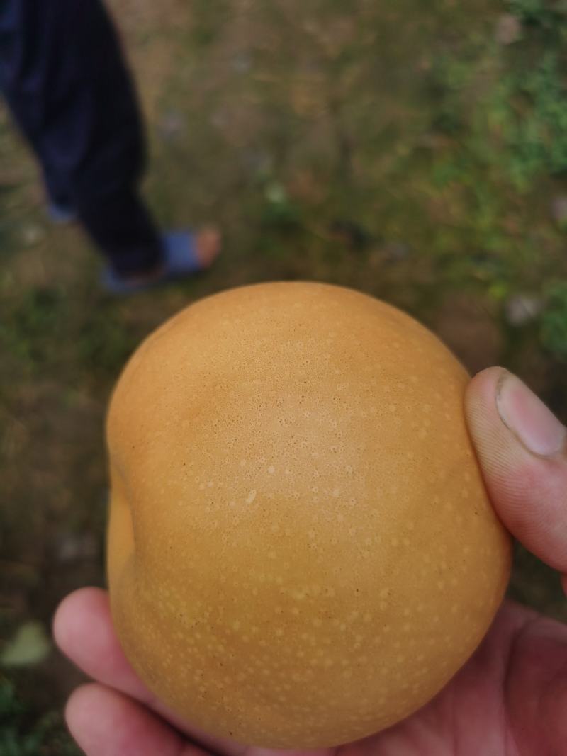 秋月梨大量上市