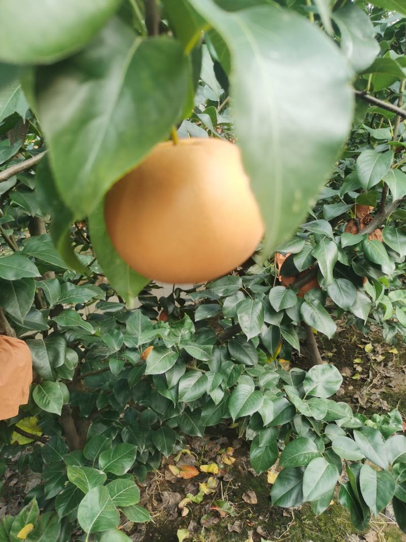 秋月梨大量上市