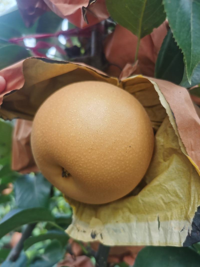 秋月梨大量上市