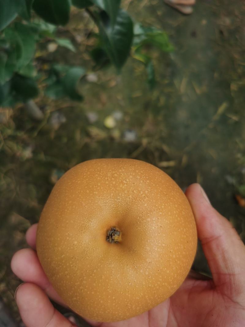 秋月梨大量上市