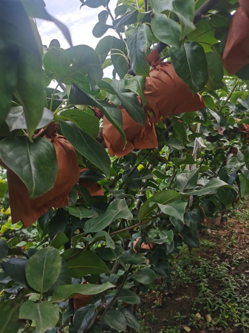 秋月梨大量上市