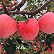 【红星苹果】大量上市。产地批发。果园一手货源。