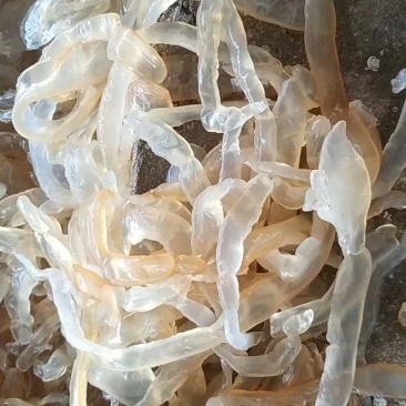 大量供应批发酒店食商超团购福利渤海湾捕捞海蜇丝海蜇头