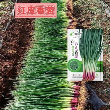 红皮香葱种子四季小香葱种子红根小香葱籽春季秋季蔬菜种孑