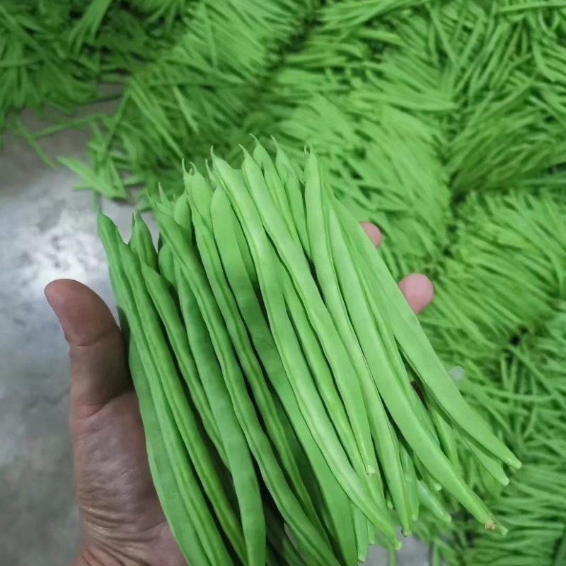 山东莘县精品无丝豆大量上市中，有需要的老板联系我