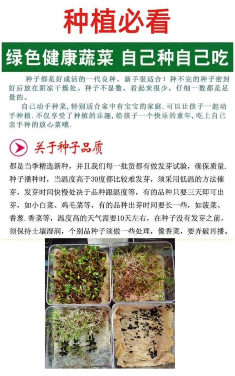 绿翡翠水果黄瓜种子甜脆节节瓜小黄瓜菜园阳台盆栽蔬菜种