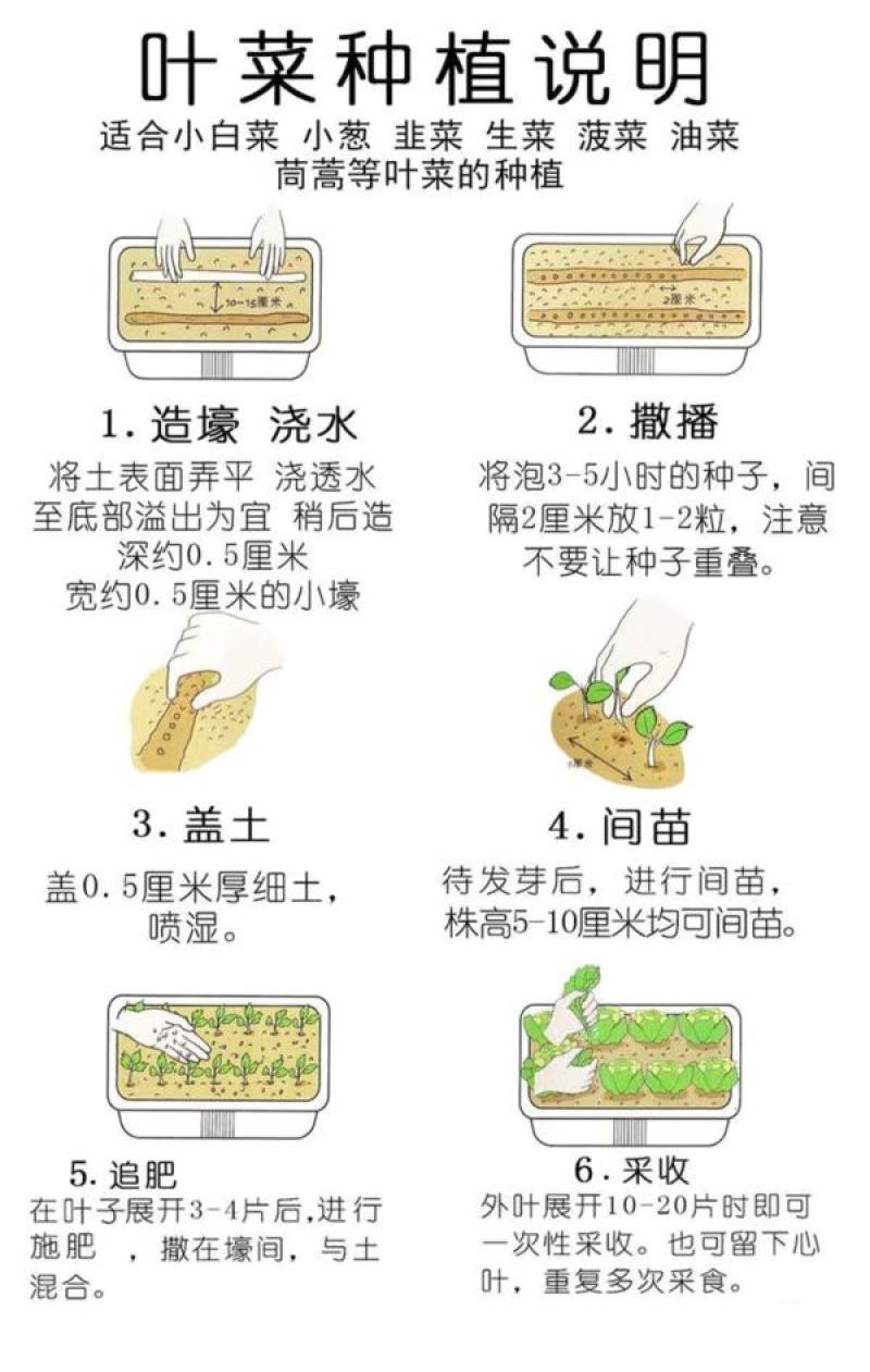 绿翡翠水果黄瓜种子甜脆节节瓜小黄瓜菜园阳台盆栽蔬菜种