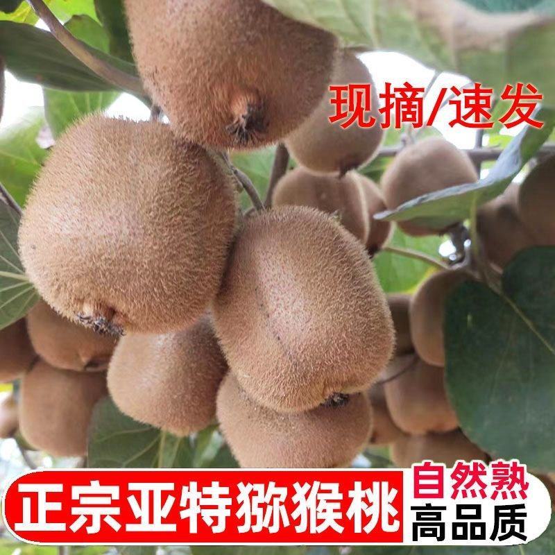 亚特猕猴桃，产地发货，量大价优，质量保证，欢迎进店