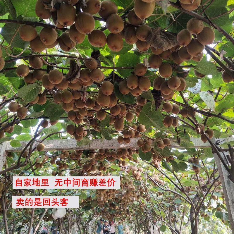 亚特猕猴桃，产地发货，量大价优，质量保证，欢迎进店