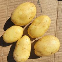 精品黄心土豆，一手货源，大量上市，产地直发，供应出口市场