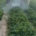 70万红颜草莓苗装车。