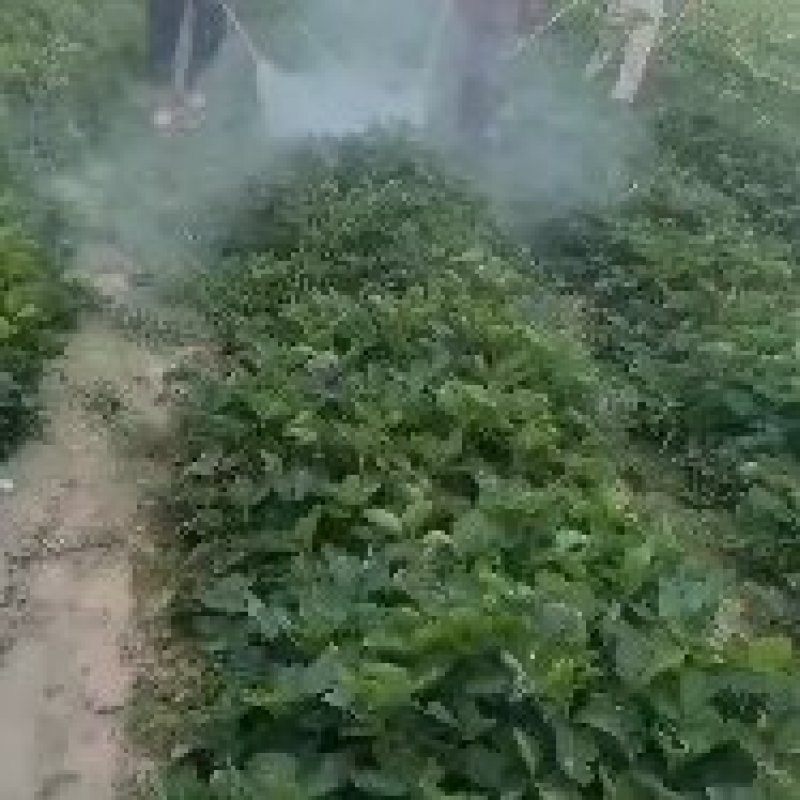 70万红颜草莓苗装车。