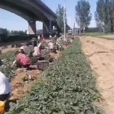 70万红颜草莓苗装车。