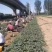 70万红颜草莓苗装车。