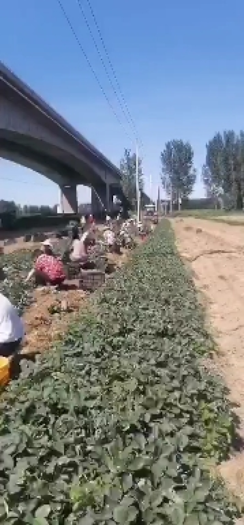 70万红颜草莓苗装车。