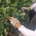 70万红颜草莓苗装车。