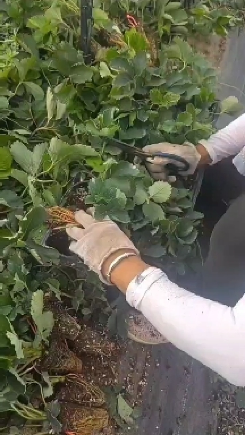 70万红颜草莓苗装车。