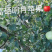 【青森】青岛水蜜桃苹果青森苹果果味纯甜大量上市品质保障