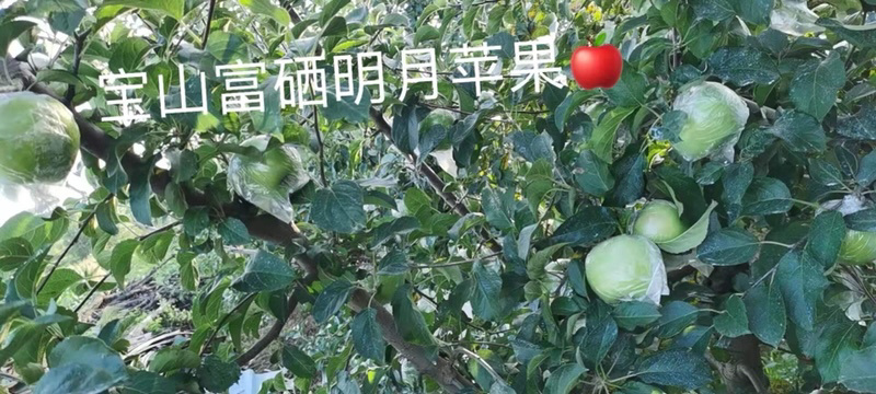 【青森】青岛水蜜桃苹果青森苹果果味纯甜大量上市品质保障