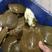 外塘黄甲鱼，母鳖，规格1—3斤，成活率高快递包活
