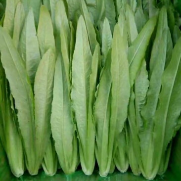 邯郸油麦菜产地直发油麦菜全国发货诚信经营货源充足