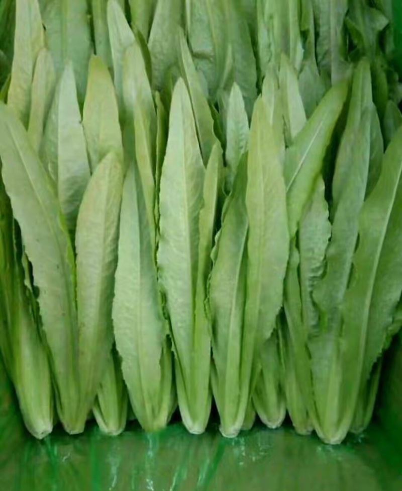 邯郸油麦菜产地直发油麦菜全国发货诚信经营货源充足
