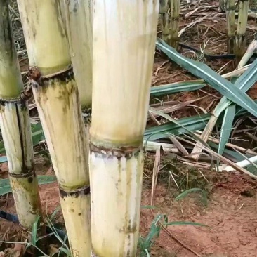甘蔗