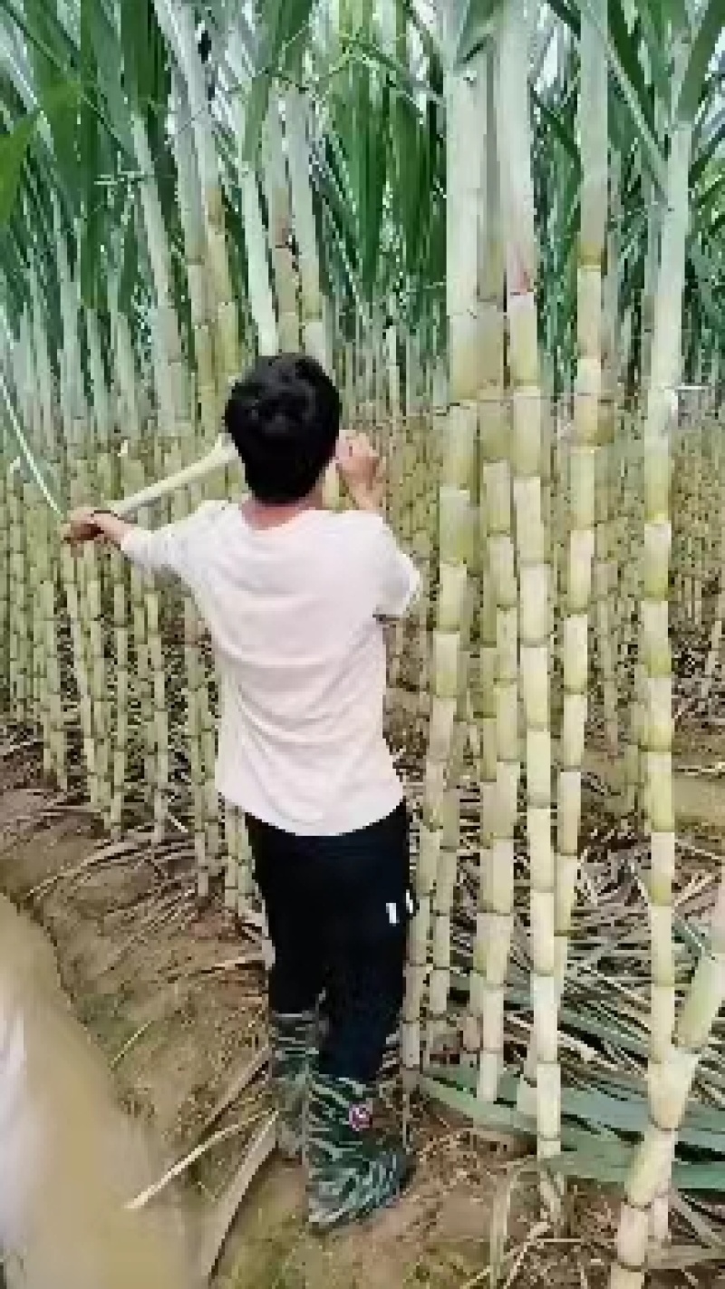 甘蔗