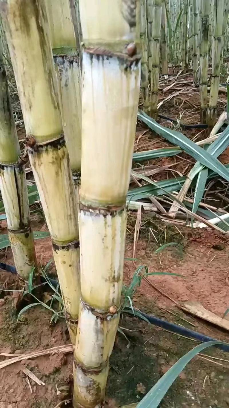 甘蔗