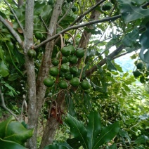 绿皮鲜坚果