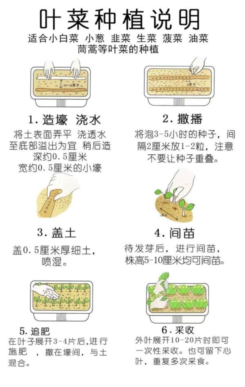 凤梨红心水果萝卜种子高产生吃红心脆心里美四季春秋夏季蔬菜