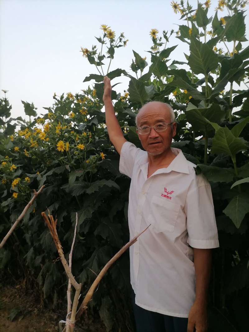 原产地周口牧草多年生金香菊牧草抗病抗虫抗倒抗旱抗涝产量高