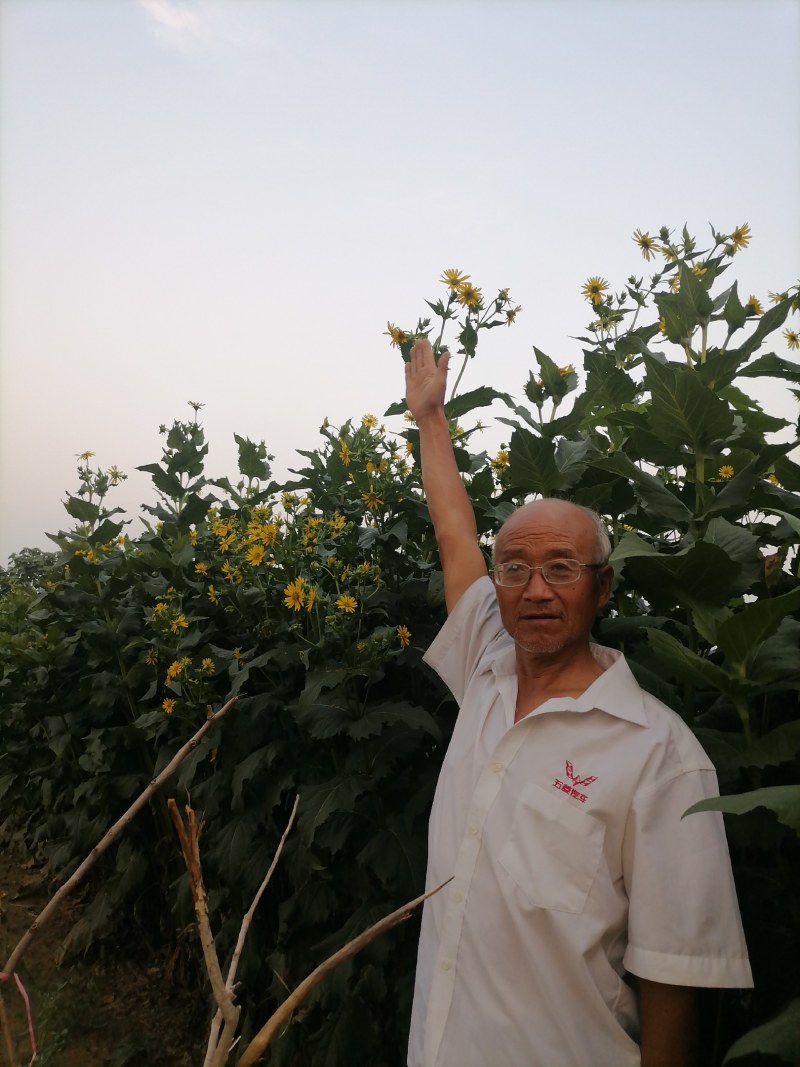 原产地周口牧草多年生金香菊牧草抗病抗虫抗倒抗旱抗涝产量高