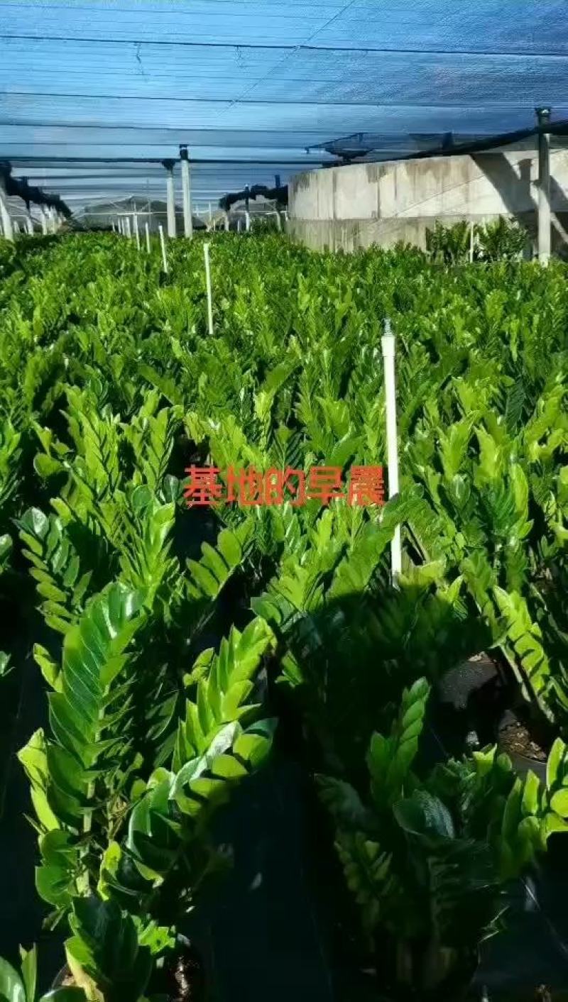 海南金钱树盆景盆栽，种植户出售全国全网入户，量大从议
