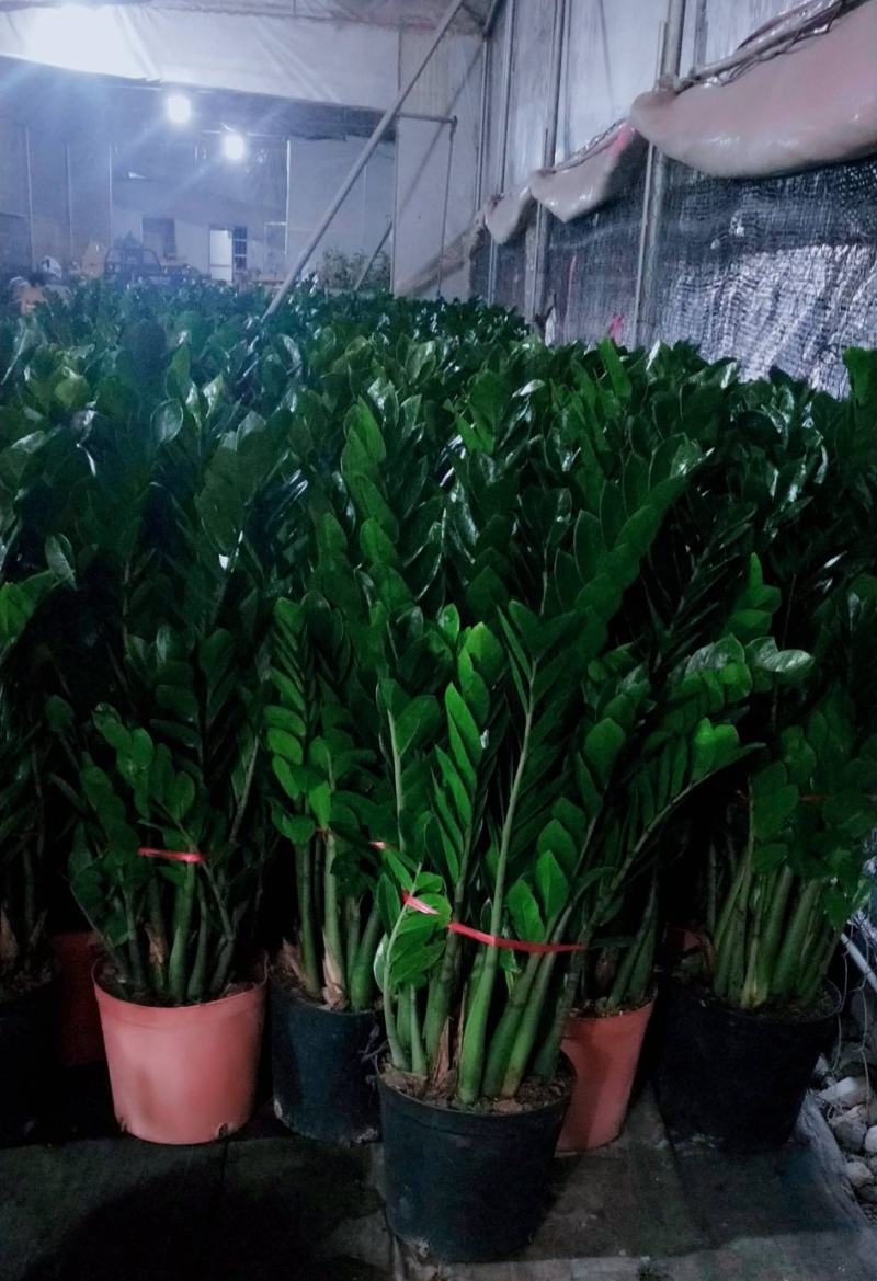 海南金钱树盆景盆栽，种植户出售全国全网入户，量大从议