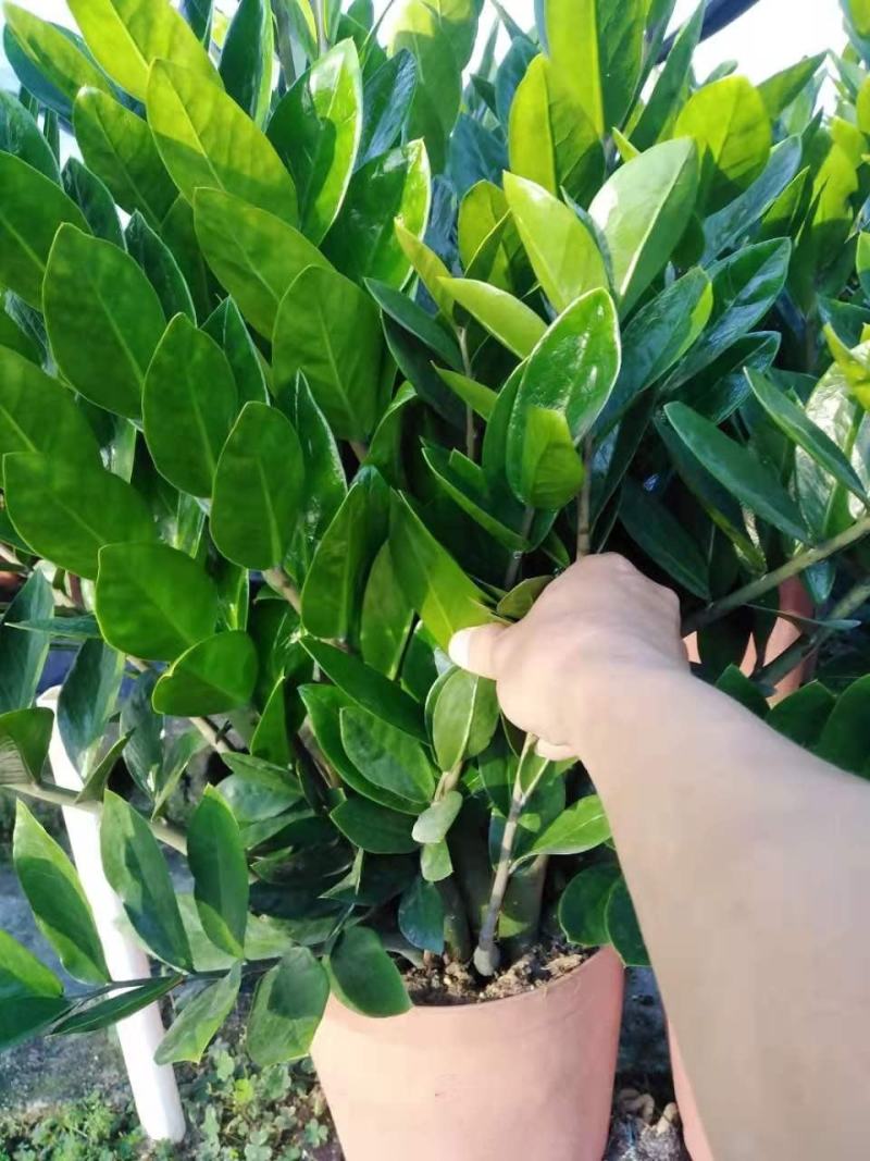 海南金钱树盆景盆栽，种植户出售全国全网入户，量大从议