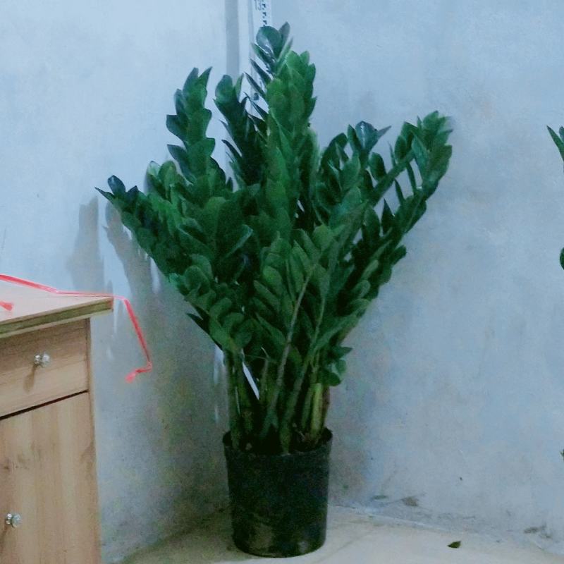 海南金钱树盆景盆栽，种植户出售全国全网入户，量大从议