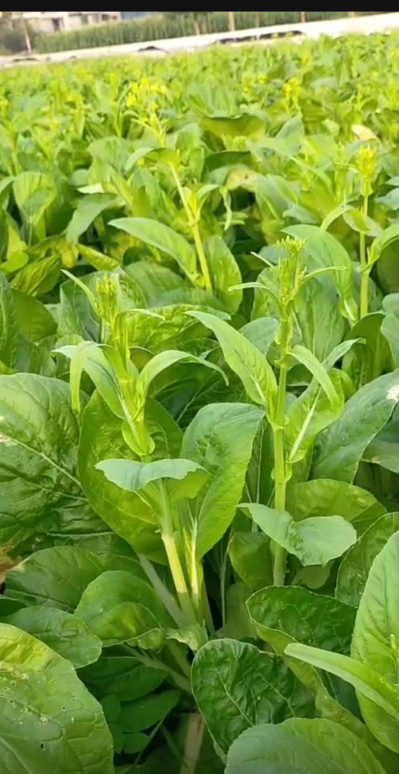 白菜苔菜心产地直供支持全国发货欢迎来电资询洽谈合作共赢