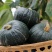 山东贝贝南瓜惠和一号板栗小南瓜一件代发5斤