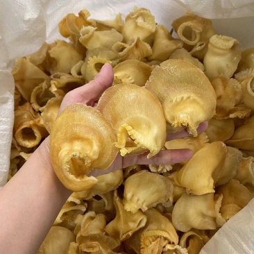 金钩鲍翅鱼翅翅针，其实挺多的，口感胶质很好，有针有胶